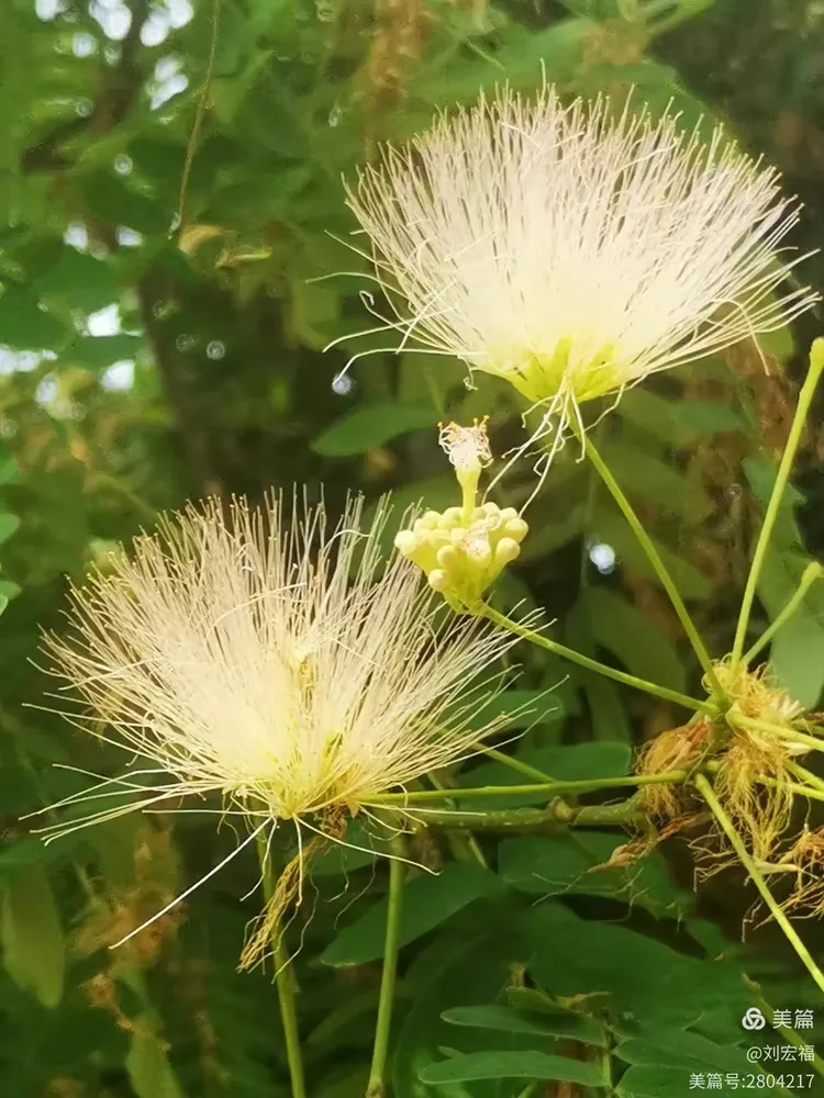 形似羽扇的白花合欢